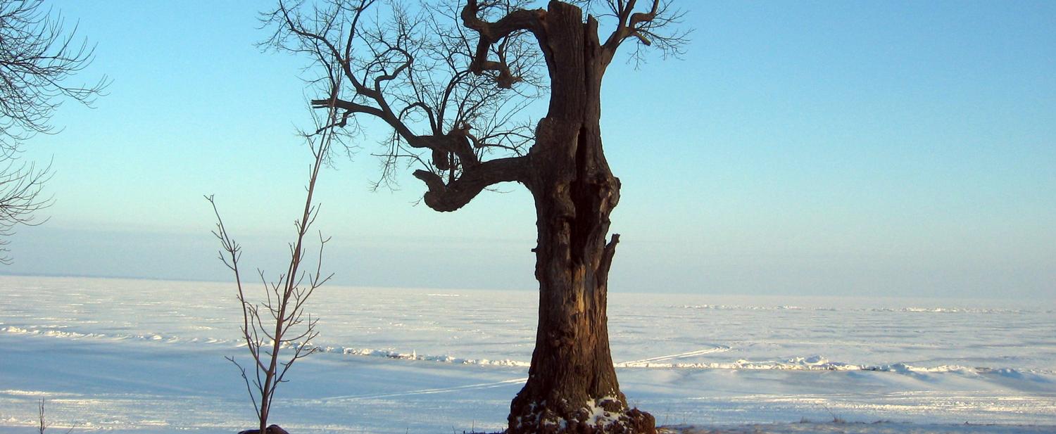 Old Linden Tree